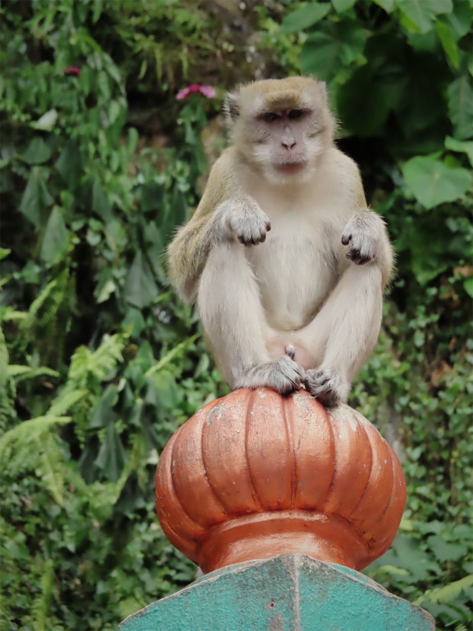 A macaque perched on a painted temple finial