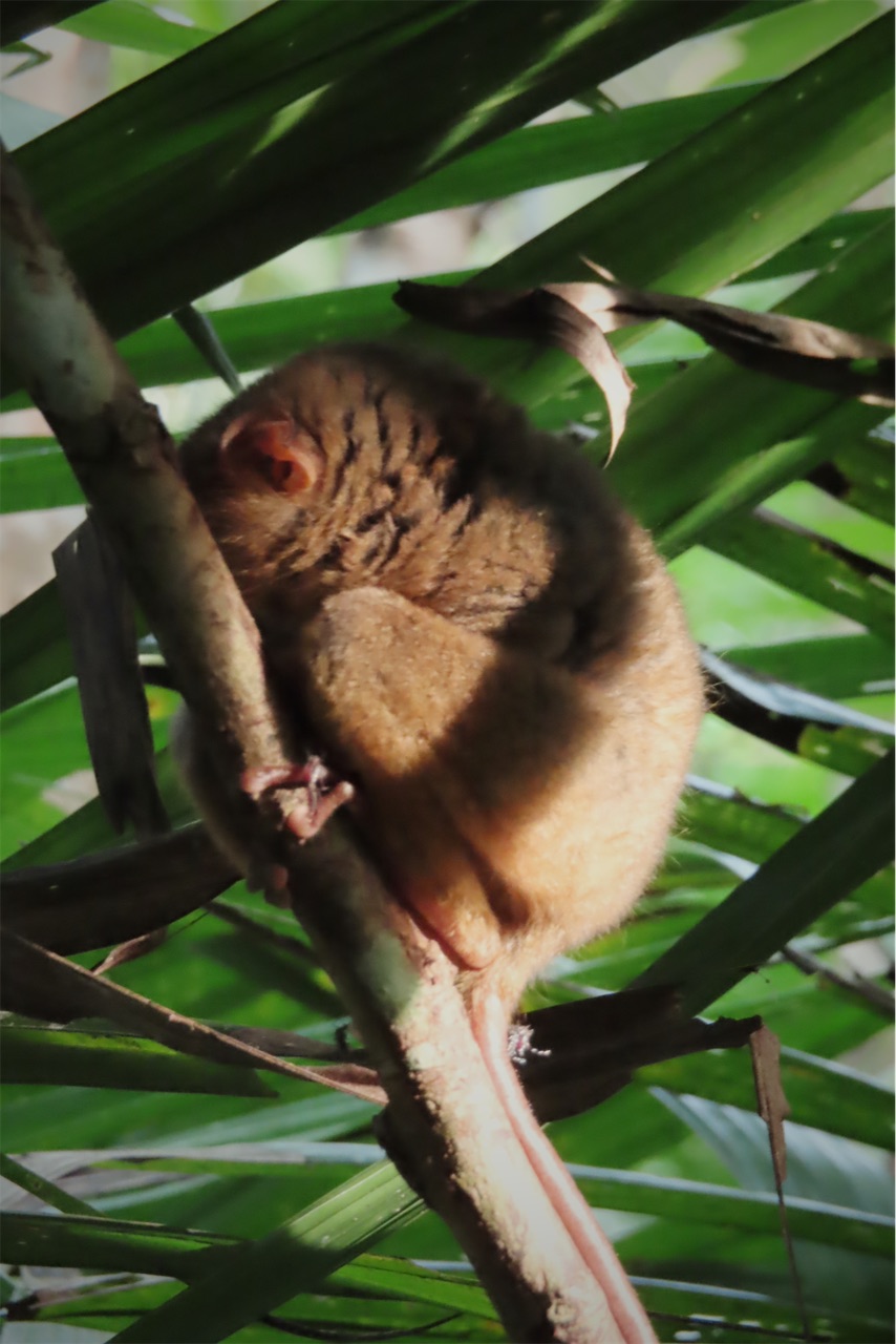 A tarsier clinging to a branch